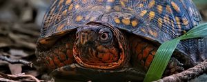 Preview wallpaper eastern box turtle, turtle, wildlife