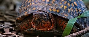 Preview wallpaper eastern box turtle, turtle, wildlife