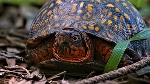 Preview wallpaper eastern box turtle, turtle, wildlife