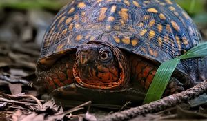 Preview wallpaper eastern box turtle, turtle, wildlife