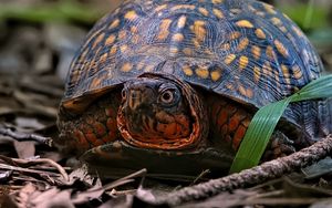 Preview wallpaper eastern box turtle, turtle, wildlife