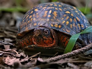 Preview wallpaper eastern box turtle, turtle, wildlife