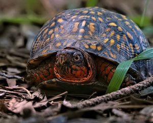 Preview wallpaper eastern box turtle, turtle, wildlife