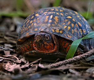 Preview wallpaper eastern box turtle, turtle, wildlife