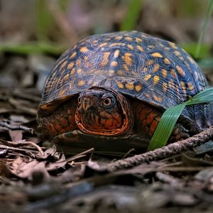 Preview wallpaper eastern box turtle, turtle, wildlife