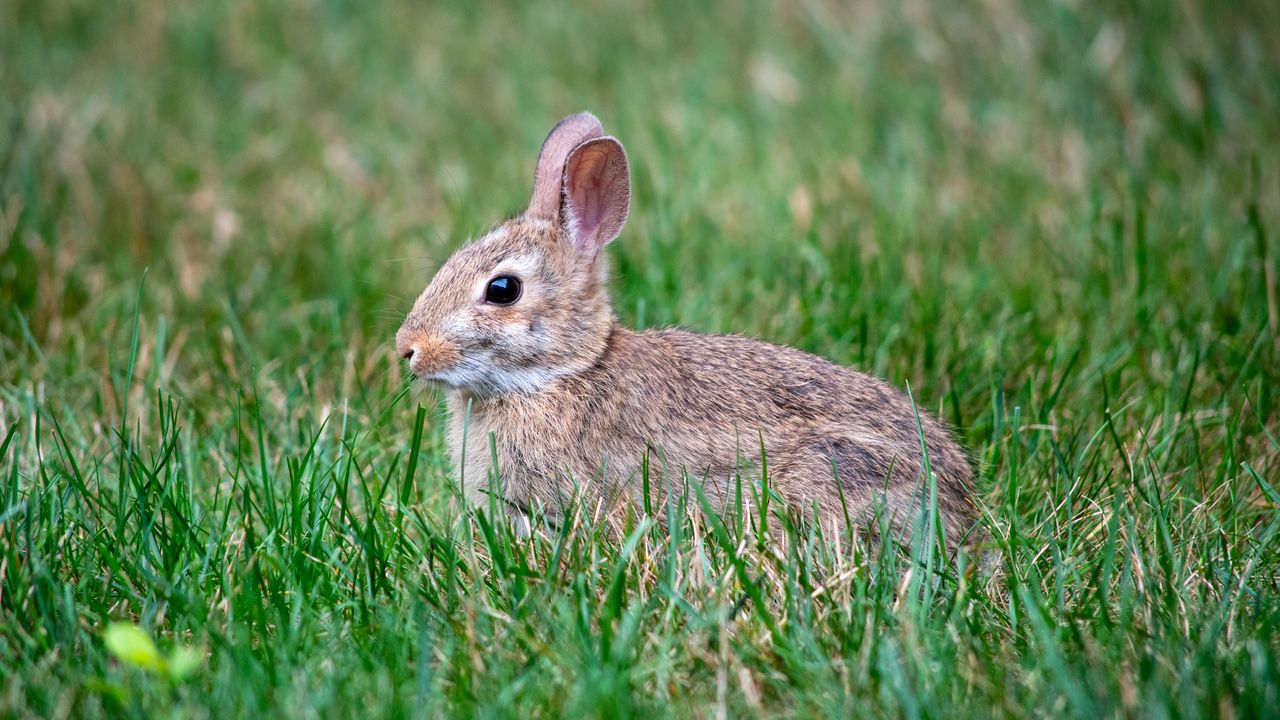 Wallpaper eastern cottontail, rabbit, grass, animal