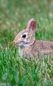 Preview wallpaper eastern cottontail, rabbit, grass, animal