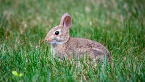 Preview wallpaper eastern cottontail, rabbit, grass, animal