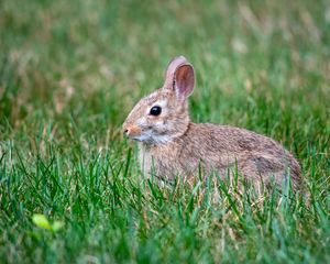 Preview wallpaper eastern cottontail, rabbit, grass, animal