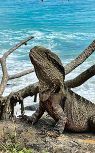 Preview wallpaper eastern water dragon, lizard, reptile, wildlife, exotic