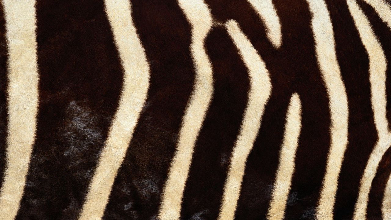 Wallpaper ebra, fur, stripes, lines