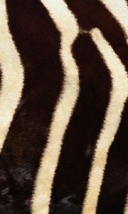 Preview wallpaper ebra, fur, stripes, lines