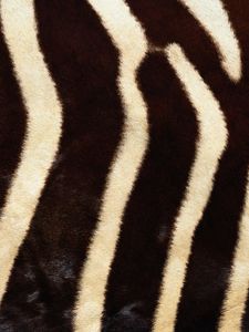 Preview wallpaper ebra, fur, stripes, lines