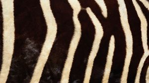 Preview wallpaper ebra, fur, stripes, lines