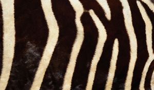 Preview wallpaper ebra, fur, stripes, lines