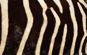 Preview wallpaper ebra, fur, stripes, lines