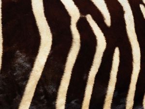 Preview wallpaper ebra, fur, stripes, lines