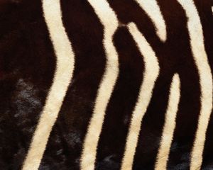 Preview wallpaper ebra, fur, stripes, lines