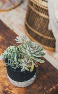 Preview wallpaper echeveria, haworthia, succulent, plants, pot, decorative