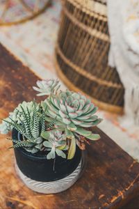 Preview wallpaper echeveria, haworthia, succulent, plants, pot, decorative