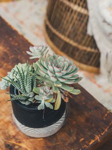 Preview wallpaper echeveria, haworthia, succulent, plants, pot, decorative