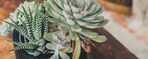 Preview wallpaper echeveria, haworthia, succulent, plants, pot, decorative