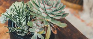 Preview wallpaper echeveria, haworthia, succulent, plants, pot, decorative