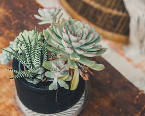 Preview wallpaper echeveria, haworthia, succulent, plants, pot, decorative