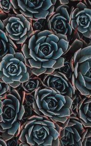 Preview wallpaper echeveria, succulent, flowers, houseplant