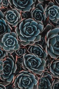 Preview wallpaper echeveria, succulent, flowers, houseplant