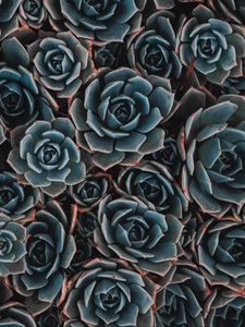 Preview wallpaper echeveria, succulent, flowers, houseplant