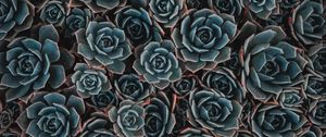 Preview wallpaper echeveria, succulent, flowers, houseplant