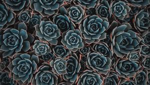 Preview wallpaper echeveria, succulent, flowers, houseplant