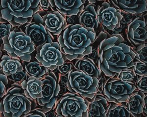 Preview wallpaper echeveria, succulent, flowers, houseplant