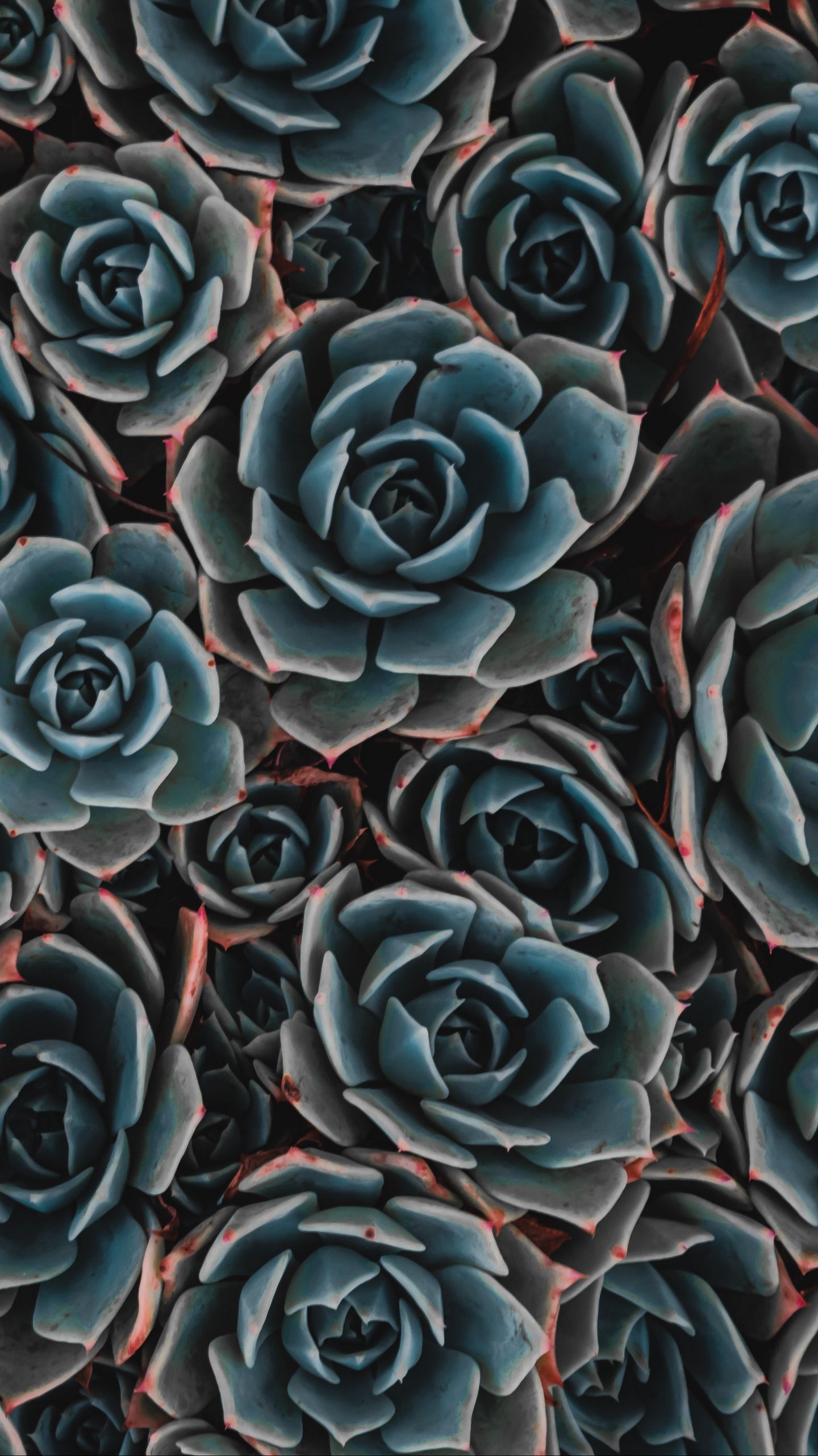 Download wallpaper 1440x2560 echeveria, succulent, flowers, houseplant