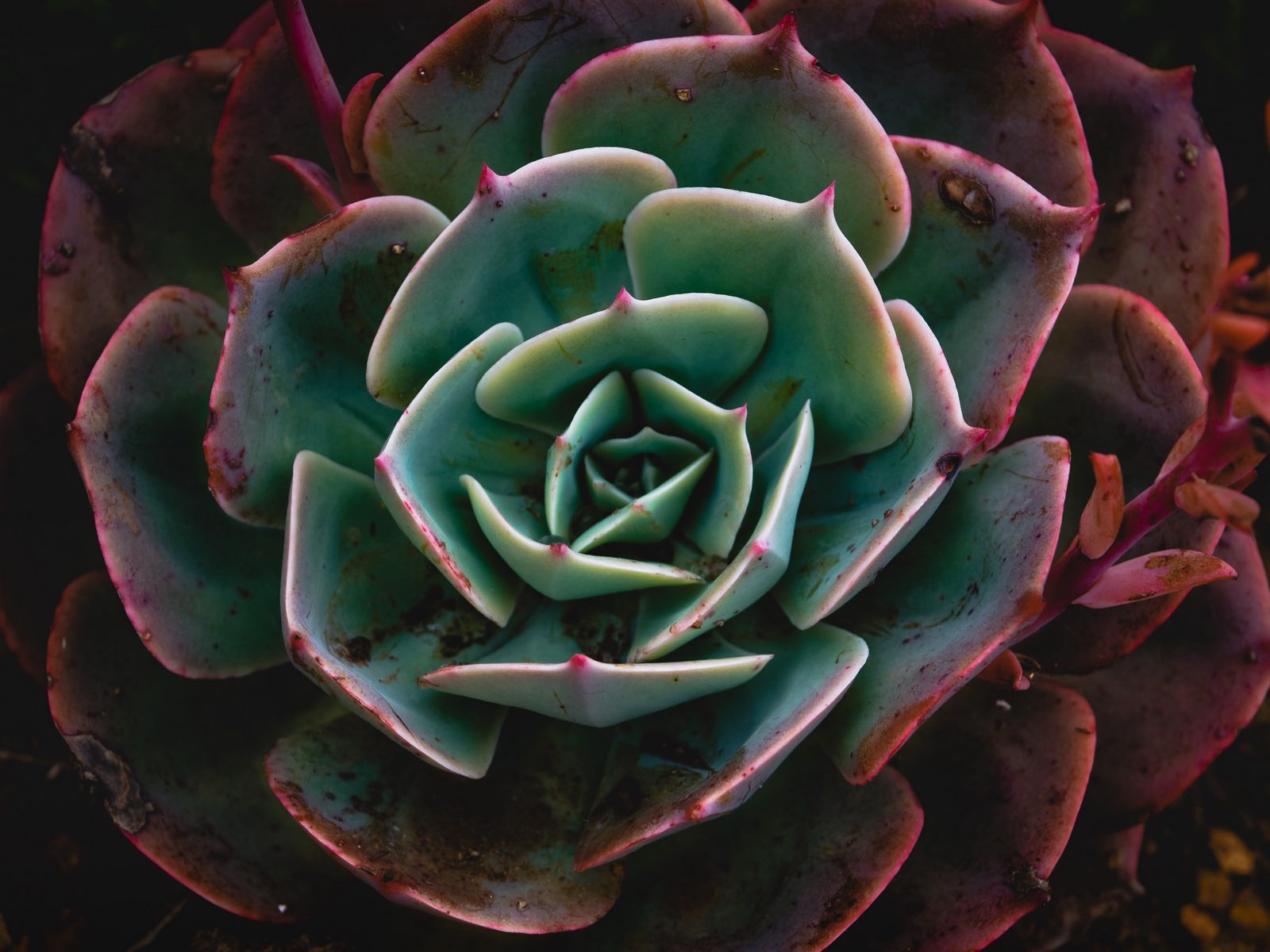 Download wallpaper 1600x1200 echeveria, succulent, plant, macro