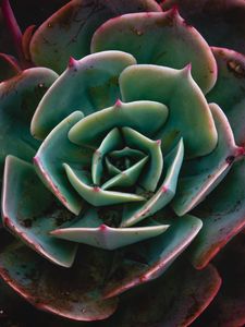 Preview wallpaper echeveria, succulent, plant, macro