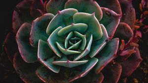 Preview wallpaper echeveria, succulent, plant, macro