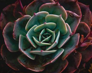 Preview wallpaper echeveria, succulent, plant, macro