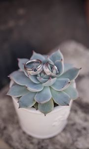 Preview wallpaper echeveria, succulent, rings, wedding