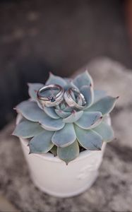 Preview wallpaper echeveria, succulent, rings, wedding