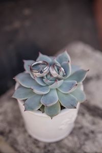 Preview wallpaper echeveria, succulent, rings, wedding