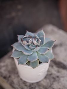 Preview wallpaper echeveria, succulent, rings, wedding