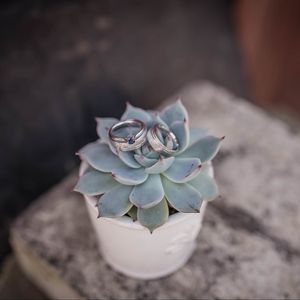 Preview wallpaper echeveria, succulent, rings, wedding