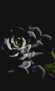 Preview wallpaper echeveria, succulent, shadow