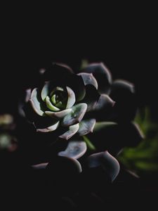 Preview wallpaper echeveria, succulent, shadow