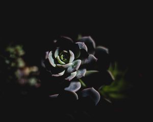 Preview wallpaper echeveria, succulent, shadow