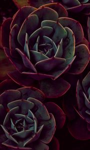 Preview wallpaper echeveria, succulents, houseplant, leaves