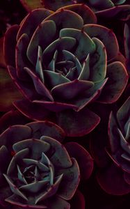 Preview wallpaper echeveria, succulents, houseplant, leaves