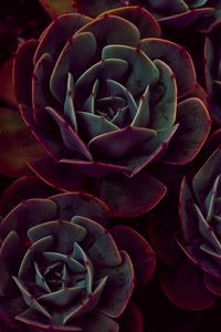 Preview wallpaper echeveria, succulents, houseplant, leaves